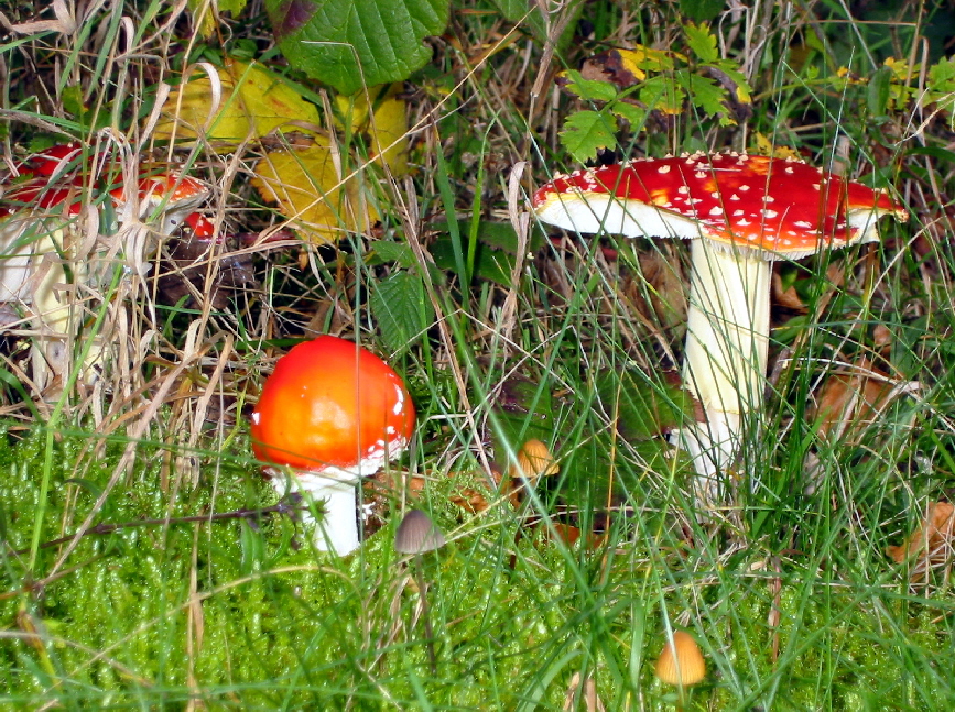 Platzhalter-Bild